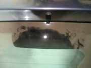 Zusatzbremsleuchte Citroen Xsara Picasso, I 2004.05 - 2011.12 facelift Gebraucht,