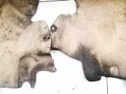 Radhausschale - Hinten Linke Audi A5 (8T8F), 2007.06 - 2012.06 Gebraucht,