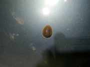 Waschwasserdüse Scheibenreinigung Renault Scenic, I 1996.01 - 1999.09 Gebraucht,