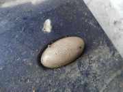 Blinkleuchte Kotfl?gel - Vorne Linke Peugeot 307, 2000.08 - 2005.06 Gebraucht,