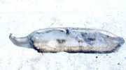 Unterfahrschutz Honda Civic, 2006,01 - 2011.01 Gebraucht,