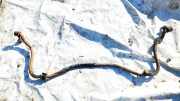 Stabilisator Vorne Volkswagen Caddy, II 1995.11 - 2004.01 Gebraucht,