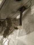 Türfangband Türbremse Türstopper - Vorne Rechts Opel Astra, G 1998.09 - 2004.12 Gebraucht,