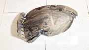 Radhausschale - Vorne Rechts Opel Vivaro A, 2001.08 - 2014.07 91166271, 7700312793