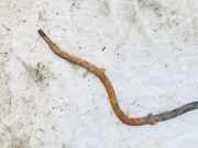 Stabilisator Vorne Audi 100, C4 1991.01 - 1994.06 Gebraucht ,