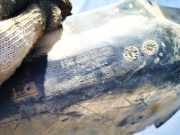 Radhausschale - Vorne Linke Volkswagen Passat, B4 1993.07 - 1996.08 3a0809961, 1z