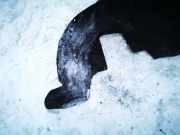 Radhausschale - Hinten Rechts Peugeot RCZ 2009 - 2015 Gebraucht,