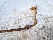 Stabilisator Stabi Hinten Hinterachse Audi A4, B6 2000.11 - 2004.11 Gebraucht,