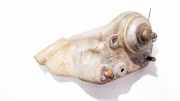 Motorhalterung und Getriebe (Motorhalterung) Alfa-Romeo 147, I 2000.11 - 2004.09 60625001d,