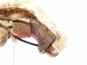 Waschwasserpumpe Scheibenreinigung Audi A6, C7 2011.01 - 2015.06 Gebraucht,