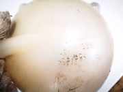 Ausgleichsbehälter Volkswagen Golf, V 2003.10 - 2008.10 1k0121407a, BSE