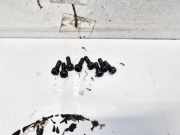 Schwungradschraube Fiat Doblo, 2009.08 --> Gebraucht,