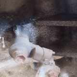 Klopfsensor Detonationssensor Schallsensor Sensor Toyota Yaris, II (XP90) 2005.01 - 2011.01 896150h01,