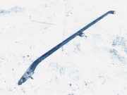 Dachreling Rechts Citroen Xantia, I 1993.03 - 1998.01 Gebraucht,