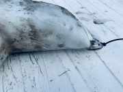 Scheibenwaschbehälter Vorne Wischwasserbehälter Opel Zafira, A 2003.11 - 2005.06 facelift Gebraucht,