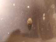 Waschwasserdüse Scheibenreinigung Renault Scenic, I 1996.01 - 1999.09 Gebraucht,