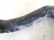 Verschluss Waschwasserbehälter Volvo V70, III 2007 - 2011.06 30699202,