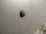 Waschwasserdüse Scheibenreinigung Renault Scenic, I 1996.01 - 1999.09 Gebraucht,