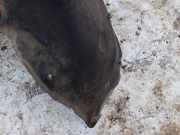 Radhausschale - Hinten Linke Volvo XC90, 2007.06 - 2009.06 facelift Gebraucht,