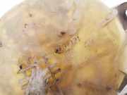 Ausgleichsbehälter Fiat Stilo, 2001.10 - 2007.01 46797121,