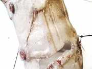 Hitzeschutzblech Abgaskrümmer Toyota Corolla Verso, III facelift 2007 - 2009 Gebraucht,