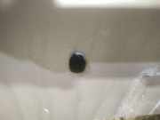 Waschwasserdüse Scheibenreinigung Nissan X-Trail, 2001.06 - 2007.06 Gebraucht,