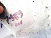 Scheibenwaschbeh?lter Vorne Wischwasserbeh?lter Citroen C5, II 2008.02 - 2011.01 Gebraucht,