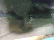 Waschwasserd?se Scheibenreinigung Volvo V50, 2004.04 - 2007.05 Gebraucht,