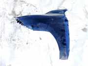 Kotflügel - Vorne Linke Renault Megane, III 2008.11 - 2012.06 Gebraucht,