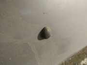 Waschwasserdüse Scheibenreinigung Renault Scenic, I 1996.01 - 1999.09 Gebraucht,