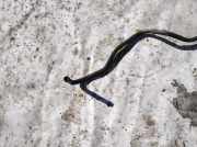 Servoleitung Leitung Servo Servoschlauch Schlauch Toyota Avensis, II 2003.04 - 2006.03 Gebraucht,