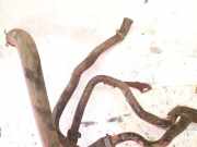 Kühlerschlauch Volkswagen Touran, 2010.08 - 2015.06 facelift second Gebraucht, CAYC