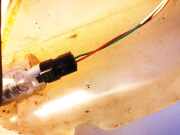 Waschwasserpumpe Scheibenreinigung Renault Megane, II 2002.11 - 2006.06 8200295685, 8200067015 9641553880