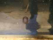 Waschwasserd?se Scheibenreinigung Nissan Almera Tino 2000.08 - 2003.09 Gebraucht,