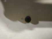 Waschwasserdüse Scheibenreinigung Renault Scenic, I 1999.09 - 2003.06 facelift Gebraucht,