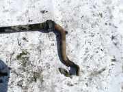 Stabilisator Vorne Volkswagen Passat, B5 1996.08 - 2000.11 Gebraucht, AFN