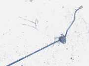 Stabilisator Stabi Hinten Hinterachse BMW 1-Series, E87 E88 2006.11 - 2011.09 facelift Gebraucht ,