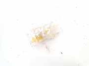 Innenraumleuchte Renault Zoe I 2012 - 2020.06 264759172f,