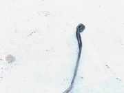 Halteband Kraftstoffbehälter BMW 1-Series, E81 E82 2003.09 - 2006.09 Gebraucht,