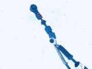 Schaltgestänge - Schaltseile Ford Focus, 2004.11 - 2008.06 4m5r7c453, 4m5r-7c453