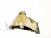 Motorhalterung und Getriebe (Motorhalterung) Honda Accord, 2003.02 - 2005.09 30s0a, 30-s0a