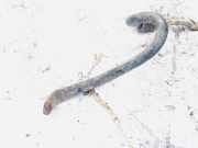 Stabilisator Vorne Ford Transit Connect 2002.06 - 2008.12 Gebraucht,