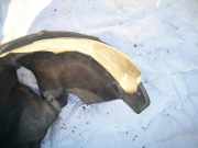 Radhausschale - Hinten Rechts Volkswagen Passat, B6 2005.08 - 2010.11 Gebraucht, BLX