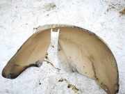 Radhausschale - Hinten Rechts Nissan Micra, K12 2003.01 - 2007.06 76748bc41a,