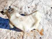 Scheibenwaschbeh?lter Vorne Wischwasserbeh?lter Peugeot 307, 2000.08 - 2005.06 9650452280,9651114580