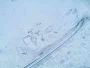 Dachreling Linke Skoda Superb, II 2008.03 - 2013.06 3t9860025,