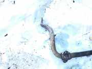 Stabilisator Vorne Audi A4, B5 1994.11 - 1999.09 Gebraucht,