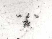 Schraube Druckplatte Ford C-MAX, 2007.06 - 2010.12 Gebraucht,