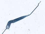 Windschutzscheibe Scheibenwischer Citroen Xantia, I 1993.03 - 1998.01 Gebraucht,