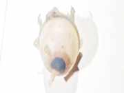 Ausgleichsbehälter Volkswagen Golf, V 2003.10 - 2008.10 1k0121407a, BKG